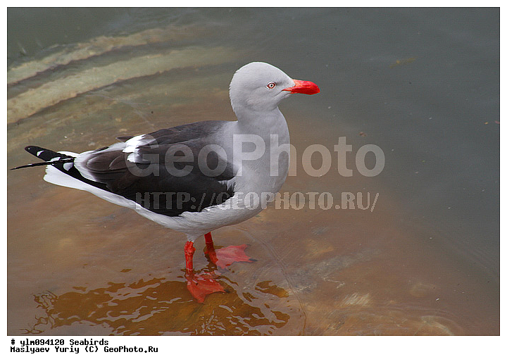 ������� �����, �����, ��������, ��������, �����, �����, ��������, �����������, ������� �����, ������� �����, XYZ, ��������, Laridae, ����������� �����, Leucophaeus scoresbi, Larus scoresbii, ��������, ��������, �����, �����, ��������, �����������, ������� �����, ������� �����, XYZ, ��������, Laridae, ����������� �����, Leucophaeus scoresbi, Larus scoresbii