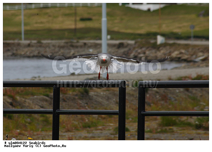 ������� �����, ������, �����, ��������, ��������, �����, �����, ��������, �����������, ������� �����, ������� �����, XYZ, ��������, Laridae, ����������� �����, Leucophaeus scoresbi, Larus scoresbii, ��������, ��������, �����, �����, ��������, �����������, ������� �����, ������� �����, XYZ, ��������, Laridae, ����������� �����, Leucophaeus scoresbi, Larus scoresbii