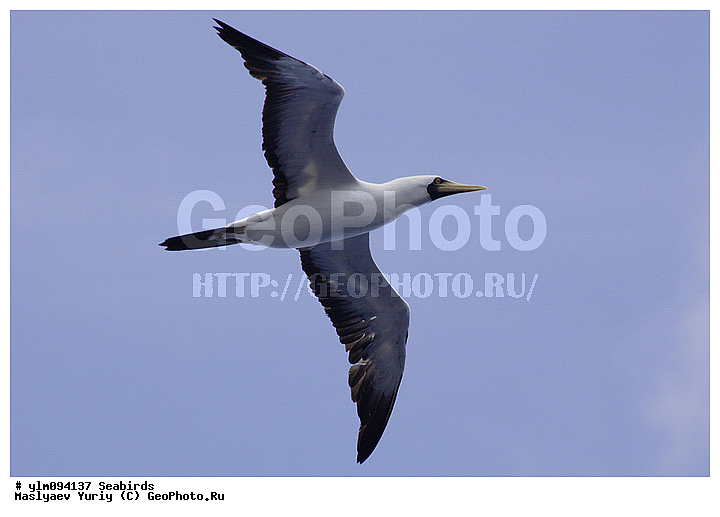 � ������, ������, ������, ������� �����, �����, �����, ��������, ��������, �����, �����, ��������, �����������, ������� �����, ������� �����, XYZ, ��������, Sulidae, ����������� �����, �������� �����, ����� �����, Sula dactylatra