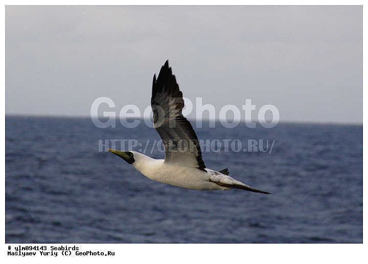 � ������, ������, ������, ������� �����, �����, �����, ��������, ��������, �����, �����, ��������, �����������, ������� �����, ������� �����, XYZ, ��������, Sulidae, ����������� �����, �������� �����, ����� �����, Sula dactylatra