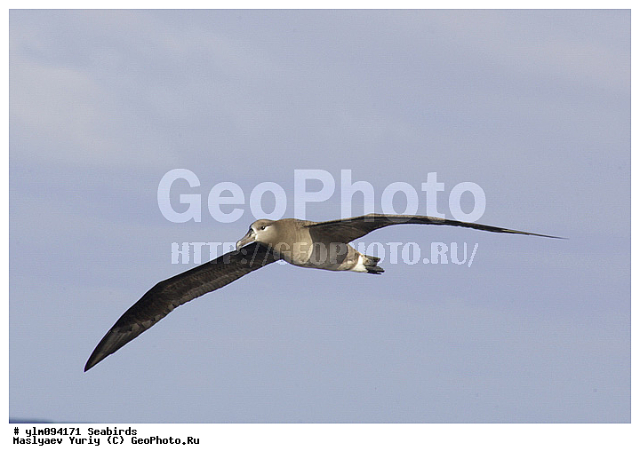 � ������, ������, ������, ������� �����, �����, �����