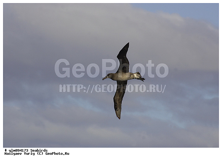 � ������, ������, ������, ������� �����, �����, �����