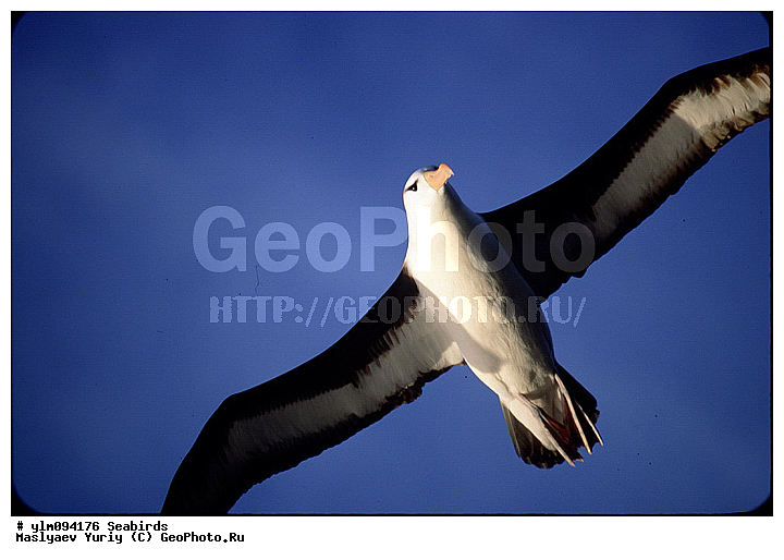 � ������, ������, ������, ������� �����, �����, �����