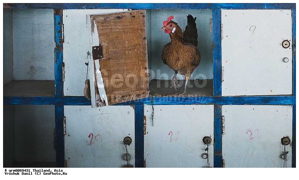 �������, ����, ������, �����,����, ��������, ������������