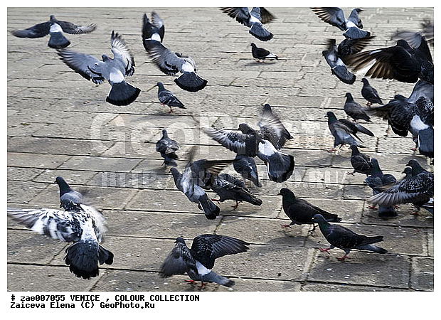 �������, ������