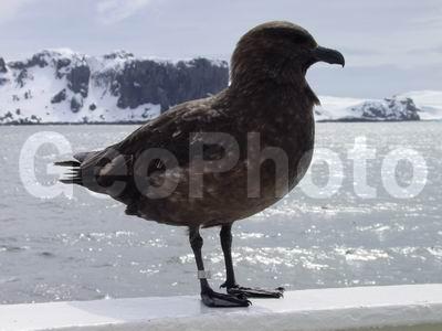 ����������, ����������, ��� �������� ������ �������, ����� ���������, ����