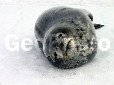 ����������, ����������, ��� �������� ������ �������, ����� ���������, ����