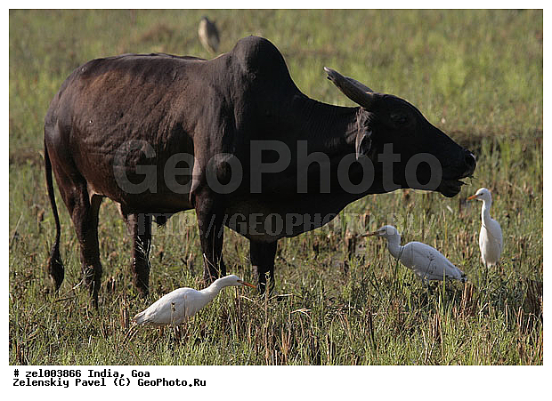 ���, �����, ������, �����, �������������, �����, �����, XYZ, ���������, Bovidae, ��������� ������, ��������� ������, Bubalus bubalis, �������������, �����, �����, XYZ, ���������, Bovidae, ��������� ������, ��������� ������, Bubalus bubalis