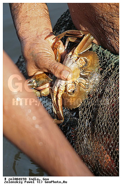 ���, �����, ����, ����