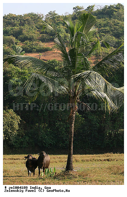 ���, �����, ������, ������, �������������, �����, �����, XYZ, ���������, Bovidae, ��������� ������, ��������� ������, Bubalus bubalis, �������������, �����, �����, XYZ, ���������, Bovidae, ��������� ������, ��������� ������, Bubalus bubalis