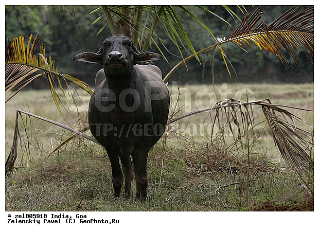 ���, �����, ������, �������������, �����, �����, XYZ, ���������, Bovidae, ��������� ������, ��������� ������, Bubalus bubalis, �������������, �����, �����, XYZ, ���������, Bovidae, ��������� ������, ��������� ������, Bubalus bubalis