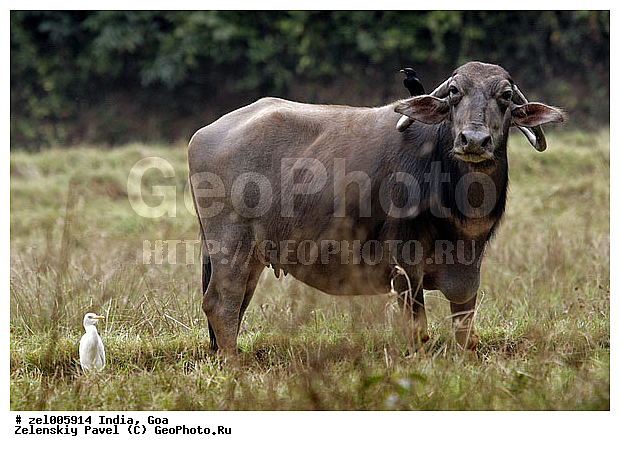 ���, �����, ������, ������, �������������, �����, �����, XYZ, ���������, Bovidae, ��������� ������, ��������� ������, Bubalus bubalis, �������������, �����, �����, XYZ, ���������, Bovidae, ��������� ������, ��������� ������, Bubalus bubalis