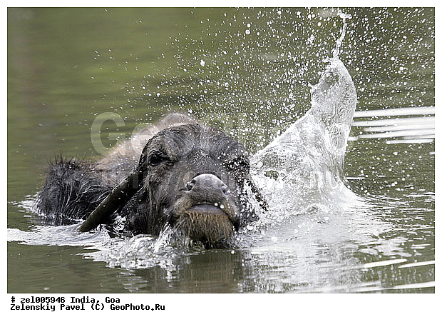 ���, �����, ������, ������, ����, ������, �������������, �����, �����, XYZ, ���������, Bovidae, ��������� ������, ��������� ������, Bubalus bubalis, �������������, �����, �����, XYZ, ���������, Bovidae, ��������� ������, ��������� ������, Bubalus bubalis