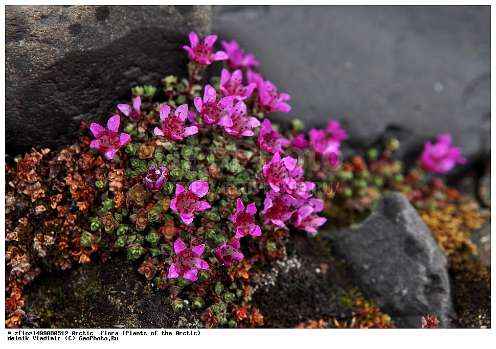 ���, �������, ���, �������, ����������� ������, �������, ����������, �������� ��������� �����, �����, �������� ������, ����������� �����, ����������� �������