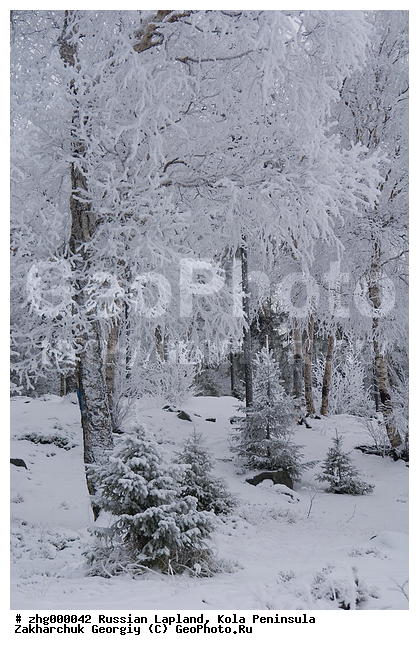 ���������, ������� ���������, ����, ����