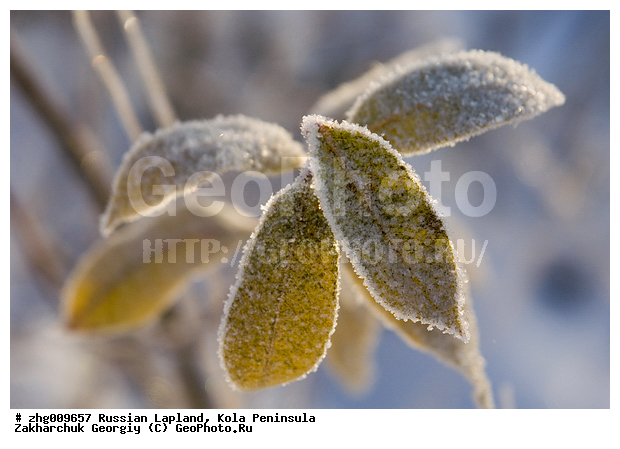 ���������, ����������� ����������, ������� ���������, ����, ����, ������, ����