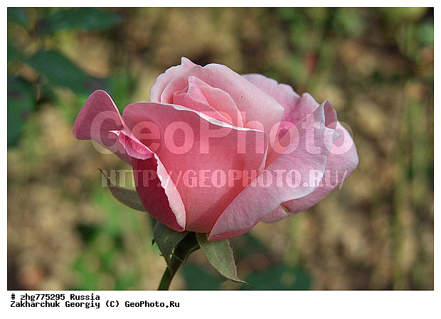 ���������, ������������� ����, ������, �����, ��������, ����, �����, ��