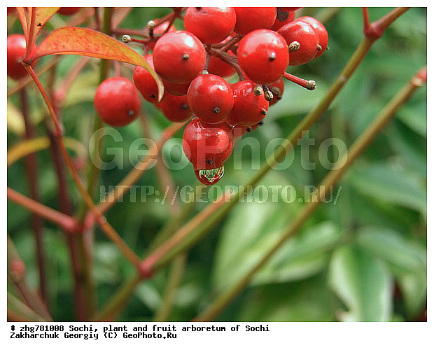 ��������������, ������, ������, ������-����, ������, ����������, ��������, ������� ����, zzz