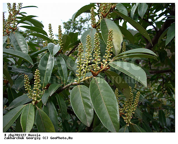 ���������, ������������� ����, ������, �����, �����, ��������, ����, ������, ��, zzz