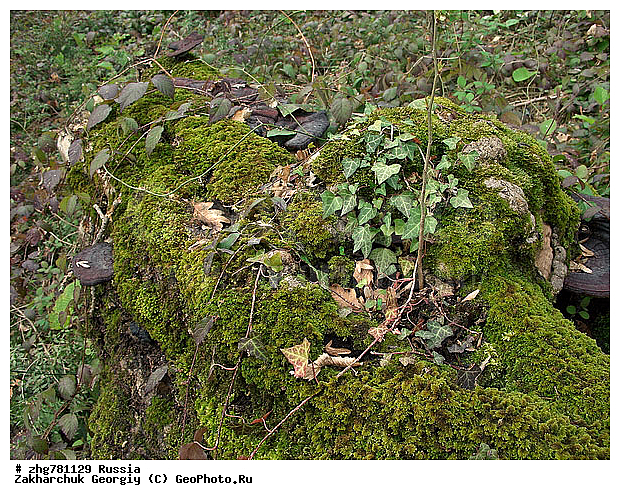 ���������, ������������� ����, ������, �����, �����, ��������, ����, ������, ��, zzz