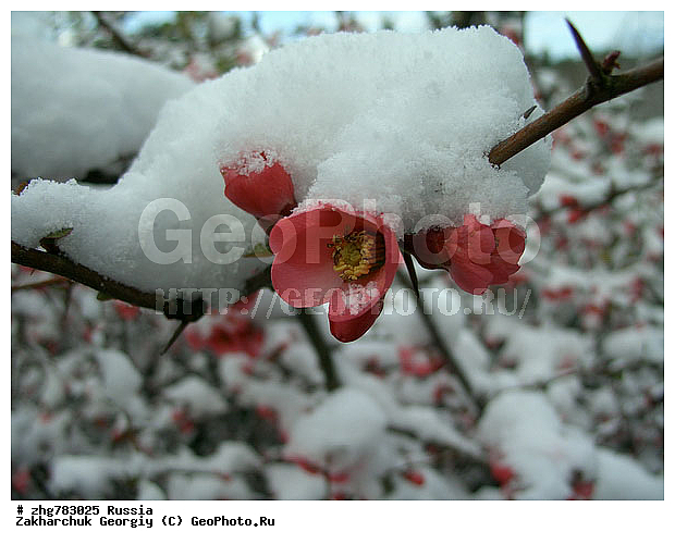 ������, ����, ������������� ����, ������, ������, ����, ��