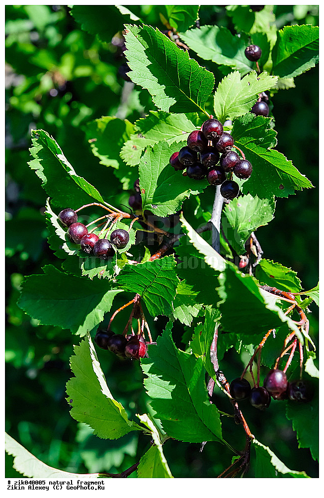 ��������� ��������, ������ ������������, �����, ������, �����, ����, ������,