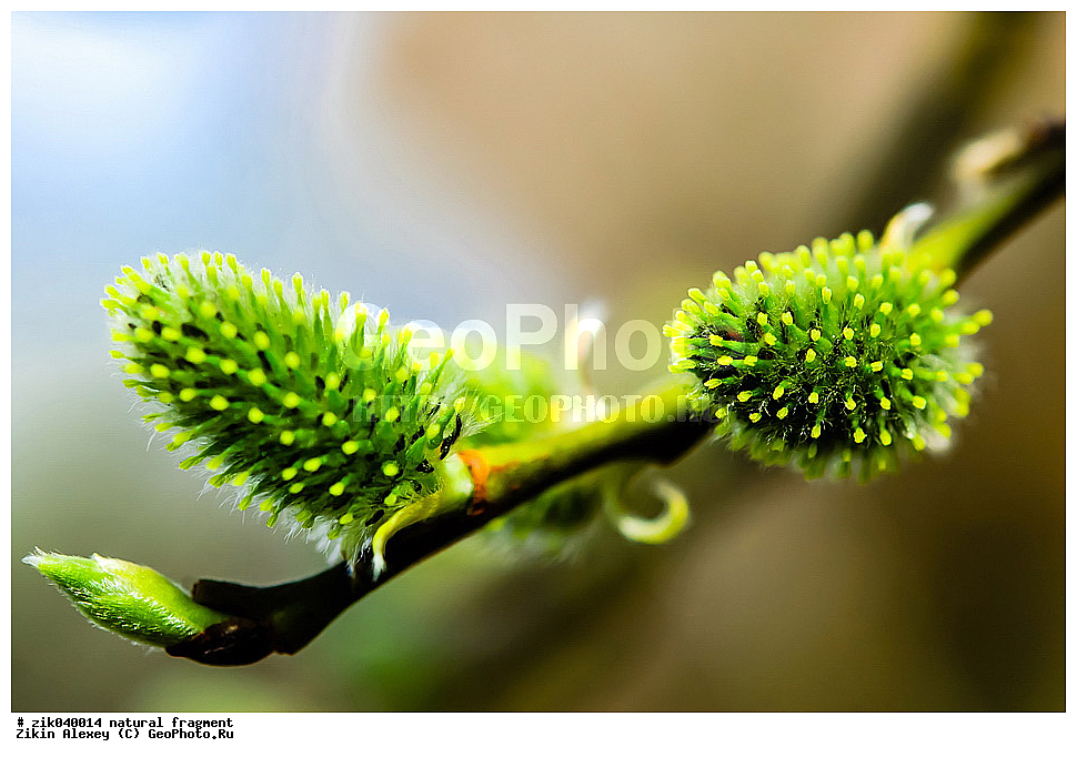 ��������� ��������, ���, �����, �����, ������, �����, ���,