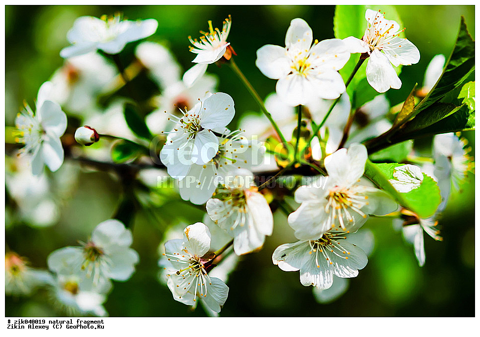 ��������� ��������, �����, �����, �����, ���, �����, ���,