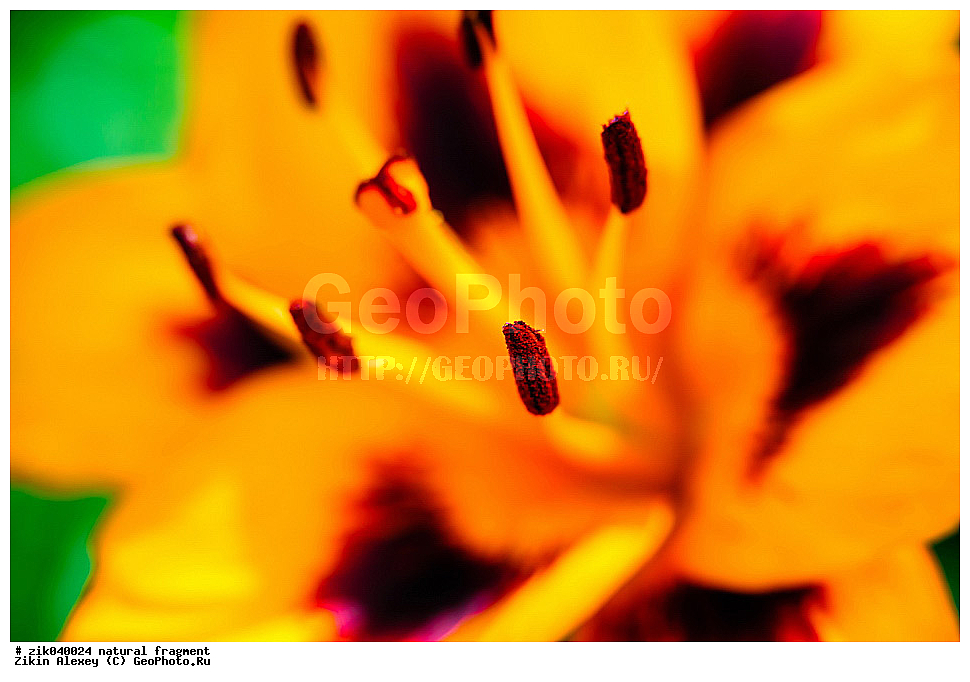 ��������� ��������, ����, �����, �����, �����, ���, �����, �������,