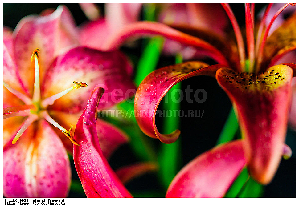 ��������� ��������, �����, ����, ���, �����, �����, �����, �������,