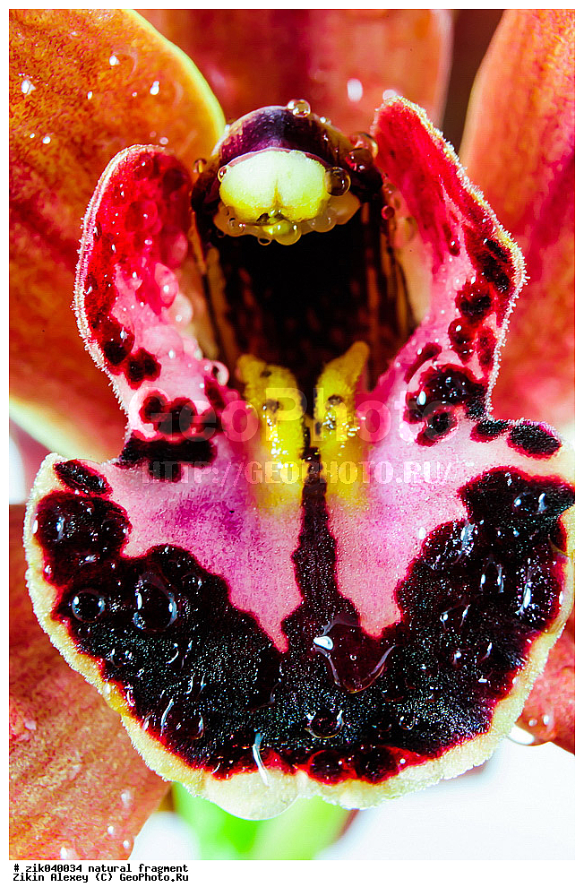 ��������� ��������, �����, ���, �����, �������, �������, ����, �����, �����,