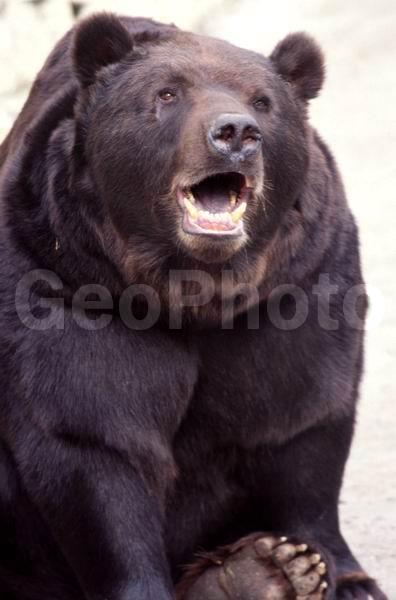 ��������, �������, ����� �������, ����� �������, �����, ���������, ��������, ������, ������, �������������, �����, �����, XYZ, ��������, Ursidae, ����� �������, ������������ �������, Ursus arctos