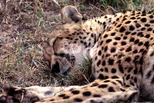 ������, ��������, �����, �����, �������, ���������, ���, �����, ������, �������������, �����, �����, XYZ, �������, Felidae, ������, Acinonyx jubatus, �������������, �����, �����, XYZ, �������, Felidae, ������, Acinonyx jubatus