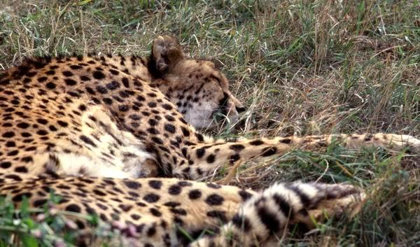 ������, ��������, �����, �����, �������, ���������, ���, �����, ������, �������������, �����, �����, XYZ, �������, Felidae, ������, Acinonyx jubatus, �������������, �����, �����, XYZ, �������, Felidae, ������, Acinonyx jubatus