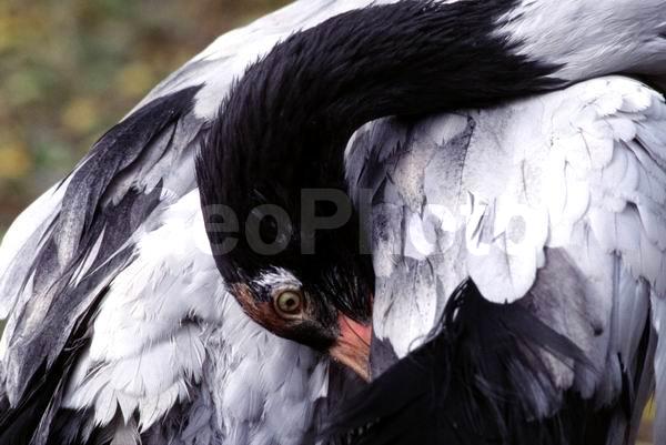 ��������, �����, �������, ������, �������, ��������������, �����, �����, ��������, ��������, �����, �����, XYZ, ����������, Gruidae, ����������� �������, Grus nigricollis, �������. ������, �������������