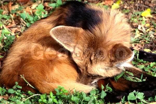 ������� �����, ����, ��������, �����, ������� ����, �������, ���, ������, �����, ������, ��������, ��������, �������������, �������������, �����, �����, �������, ������, XYZ, ������, �������, ������, Canidae, ������ ����, Cuon alpinus, �������, ������, �������������