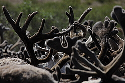 �������� ����� (Rangifer tarandus) �������� ����������, ������� �����, ����, ������