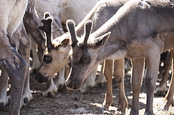 �������� ����� (Rangifer tarandus) �������� ����������, ������� �����, ����, ������