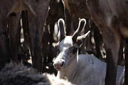 �������� ����� (Rangifer tarandus) �������� ����������, ������� �����, ����, ������