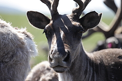 �������� ����� (Rangifer tarandus) �������� ����������, ������� �����, ����, ������
