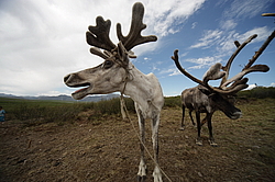 �������� ����� (Rangifer tarandus) �������� ����������, ������� �����, ����, ������