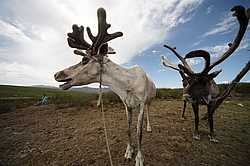 �������� ����� (Rangifer tarandus) �������� ����������, ������� �����, ����, ������