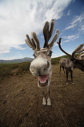 �������� ����� (Rangifer tarandus) �������� ����������, ������� �����, ����, ������