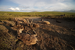 �������� ����� (Rangifer tarandus) �������� ����������, ������� �����, ����, ������