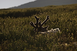 �������� ����� (Rangifer tarandus) �������� ����������, ������� �����, ����, ������