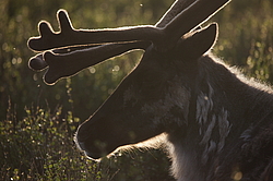 �������� ����� (Rangifer tarandus) �������� ����������, ������� �����, ����, ������