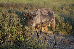 �������� ����� (Rangifer tarandus) �������� ����������, ������� �����, ����, ������
