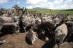 �������� ����� (Rangifer tarandus) �������� ����������, ������� �����, ����, ������