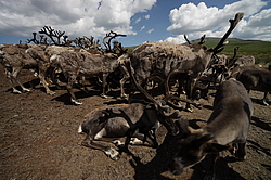 �������� ����� (Rangifer tarandus) �������� ����������, ������� �����, ����, ������