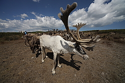 �������� ����� (Rangifer tarandus) �������� ����������, ������� �����, ����, ������